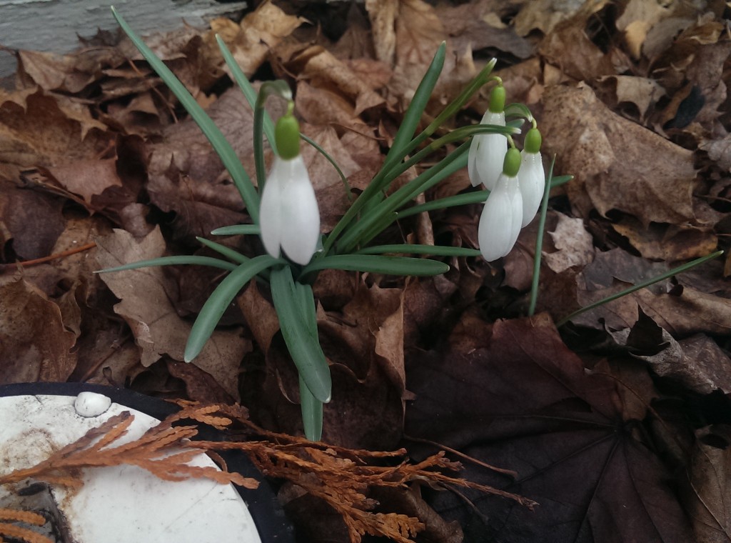 Snow drops - you hardy little flower!