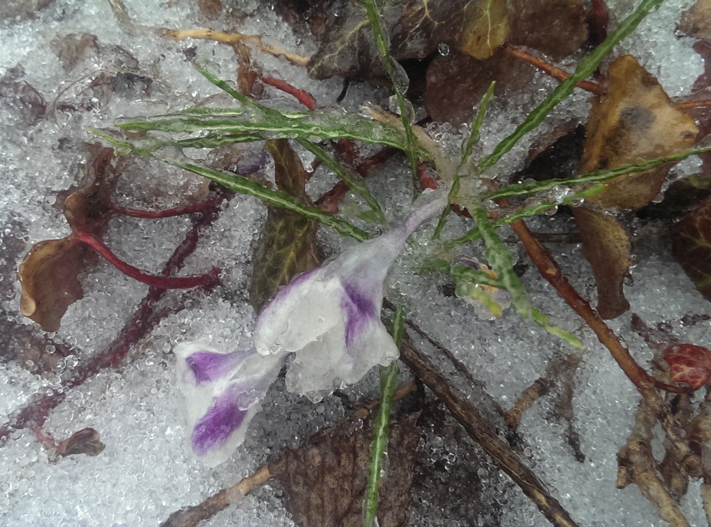 Crushed little crocus