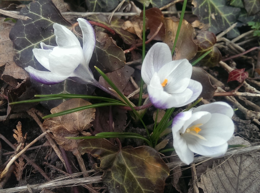 2016 March 22 Morning crocus IMAG6469