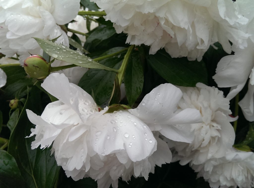 2016 May 7 TUES B&T Peonies in rain IMAG9196